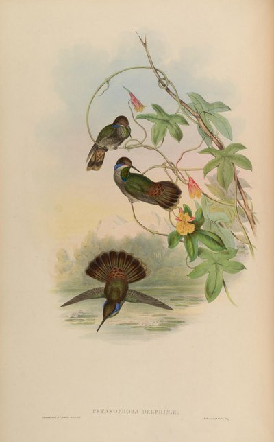 Petasophora delphinae = Colibri delphinae de John Gould